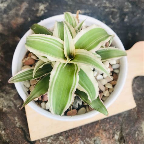 絨葉鳳梨開花|絨葉鳳梨 (Cryptanthus bivittatus)